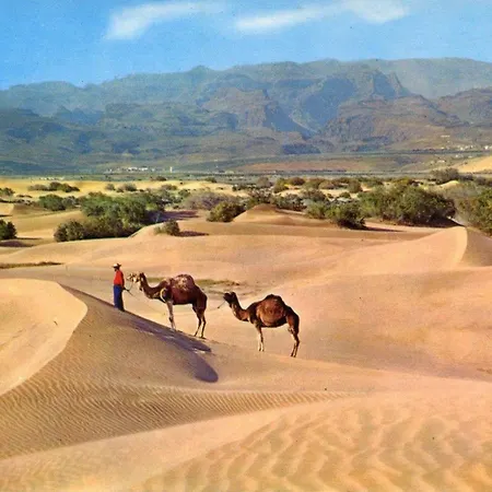 Donana 1109 Patalavaca